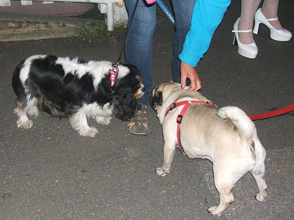 Image Copyright Steve & Linda / TimeWarp - Click to return